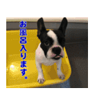 フレンチブルドッグのモモ【日常】（個別スタンプ：23）