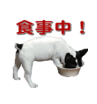 フレンチブルドッグのモモ【日常】（個別スタンプ：25）