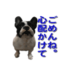 フレンチブルドッグのモモ【日常】（個別スタンプ：26）