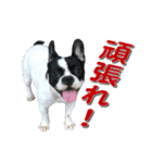 フレンチブルドッグのモモ【日常】（個別スタンプ：33）