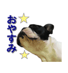 フレンチブルドッグのモモ【日常】（個別スタンプ：38）