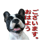 フレンチブルドッグのモモ【敬語】（個別スタンプ：1）