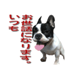 フレンチブルドッグのモモ【敬語】（個別スタンプ：4）