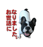 フレンチブルドッグのモモ【敬語】（個別スタンプ：8）