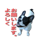 フレンチブルドッグのモモ【敬語】（個別スタンプ：9）