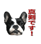 フレンチブルドッグのモモ【敬語】（個別スタンプ：10）