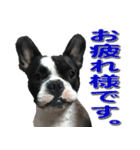 フレンチブルドッグのモモ【敬語】（個別スタンプ：11）