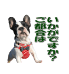 フレンチブルドッグのモモ【敬語】（個別スタンプ：12）
