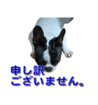 フレンチブルドッグのモモ【敬語】（個別スタンプ：13）