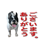 フレンチブルドッグのモモ【敬語】（個別スタンプ：14）