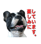 フレンチブルドッグのモモ【敬語】（個別スタンプ：15）