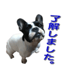 フレンチブルドッグのモモ【敬語】（個別スタンプ：16）