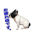 フレンチブルドッグのモモ【敬語】（個別スタンプ：18）