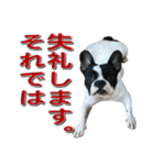 フレンチブルドッグのモモ【敬語】（個別スタンプ：20）