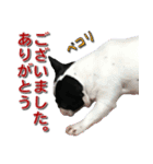 フレンチブルドッグのモモ【敬語】（個別スタンプ：21）