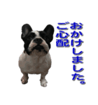 フレンチブルドッグのモモ【敬語】（個別スタンプ：24）