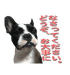 フレンチブルドッグのモモ【敬語】（個別スタンプ：27）