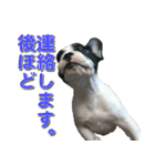 フレンチブルドッグのモモ【敬語】（個別スタンプ：28）