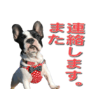 フレンチブルドッグのモモ【敬語】（個別スタンプ：29）