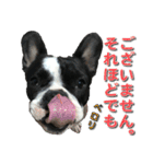 フレンチブルドッグのモモ【敬語】（個別スタンプ：32）