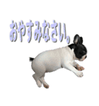 フレンチブルドッグのモモ【敬語】（個別スタンプ：35）