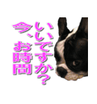 フレンチブルドッグのモモ【敬語】（個別スタンプ：36）