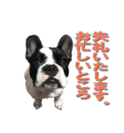 フレンチブルドッグのモモ【敬語】（個別スタンプ：37）