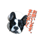フレンチブルドッグのモモ【敬語】（個別スタンプ：39）