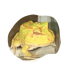 アルビノツノガエル（個別スタンプ：3）