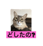 シトリン2（個別スタンプ：4）
