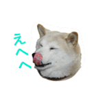 愛すべきしばいぬ（個別スタンプ：3）