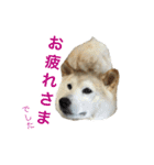 愛すべきしばいぬ（個別スタンプ：4）