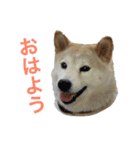 愛すべきしばいぬ（個別スタンプ：5）