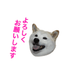愛すべきしばいぬ（個別スタンプ：8）
