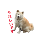 愛すべきしばいぬ（個別スタンプ：9）