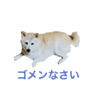 愛すべきしばいぬ（個別スタンプ：10）