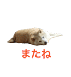 愛すべきしばいぬ（個別スタンプ：12）