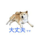 愛すべきしばいぬ（個別スタンプ：14）