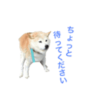 愛すべきしばいぬ（個別スタンプ：15）