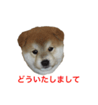 愛すべきしばいぬ（個別スタンプ：17）