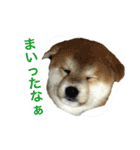 愛すべきしばいぬ（個別スタンプ：19）