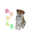 愛すべきしばいぬ（個別スタンプ：23）