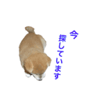 愛すべきしばいぬ（個別スタンプ：24）
