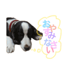 ポッキー＆ロイ（個別スタンプ：3）