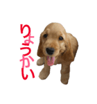 ポッキー＆ロイ（個別スタンプ：6）
