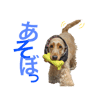 ポッキー＆ロイ（個別スタンプ：10）