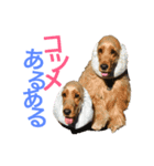 ポッキー＆ロイ（個別スタンプ：15）