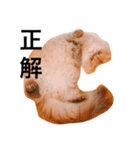 しー太です。②（個別スタンプ：5）