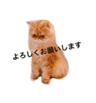 しー太です。②（個別スタンプ：8）