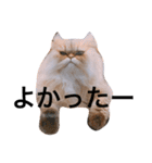 しー太です。②（個別スタンプ：11）